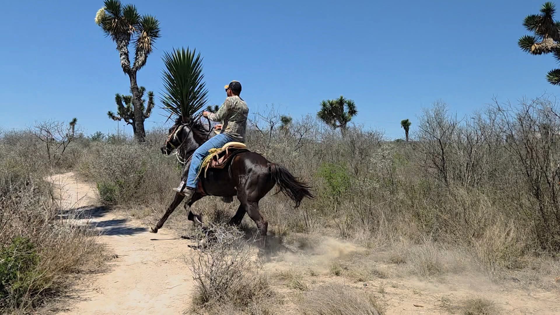 Cabalgata en el desierto
